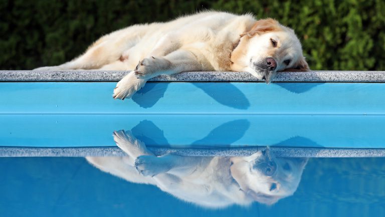 tired dog reclining by the pool