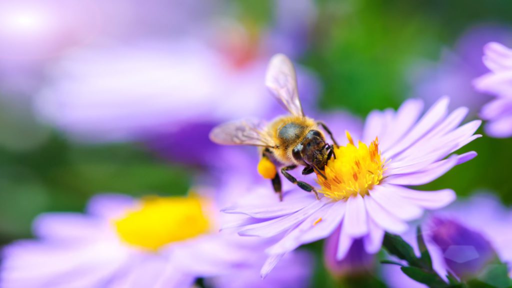 pollinator garden