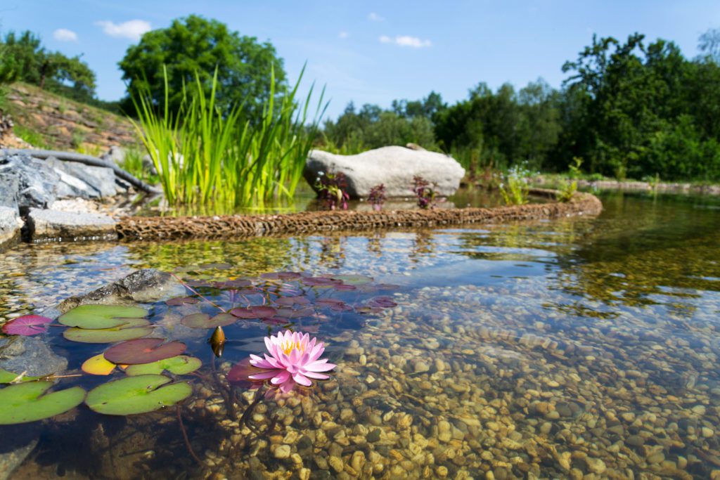 Natural Pool