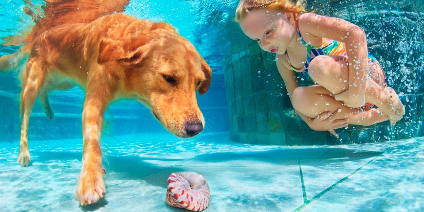 Little girl and dog underwater with shell